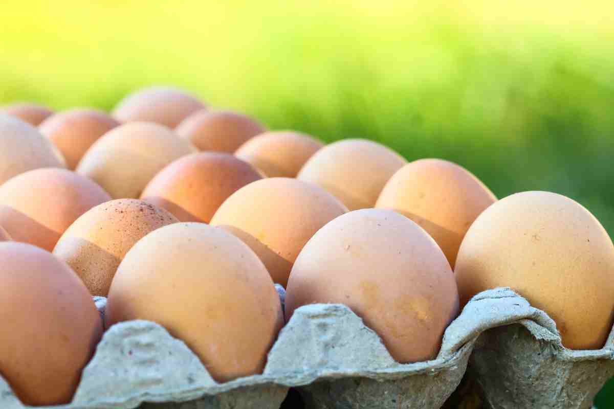 Da dove provengono le uova
