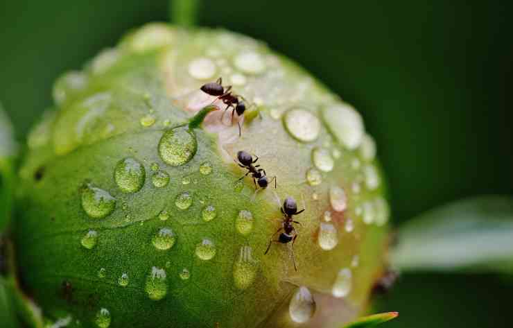 I metodi efficaci per eliminare le formiche