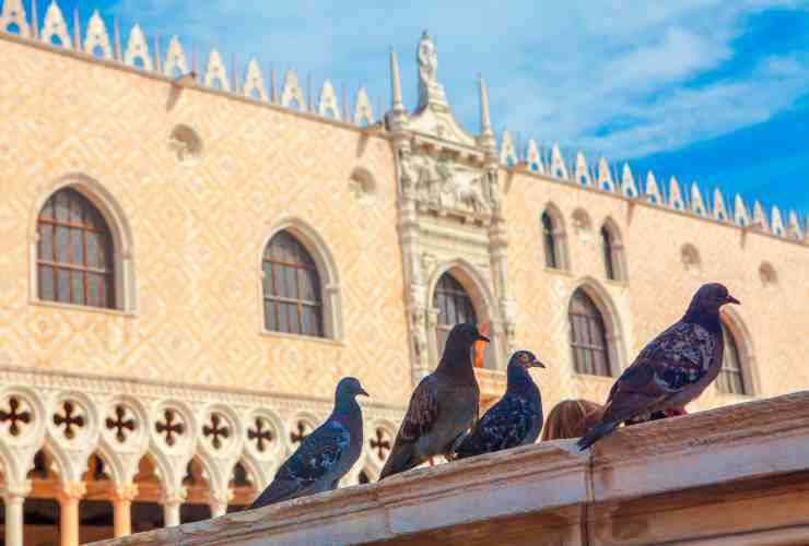 Venezia piccioni 