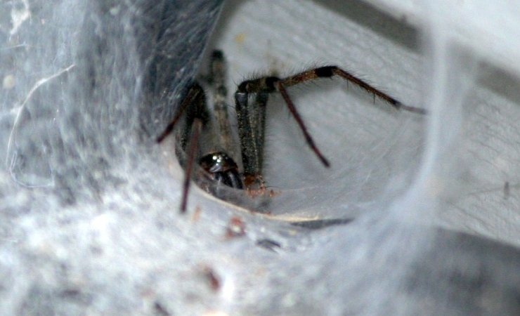 Le conseguenze del morso di un ragno violino