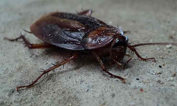 Gli scarafaggi proliferano nello sporco