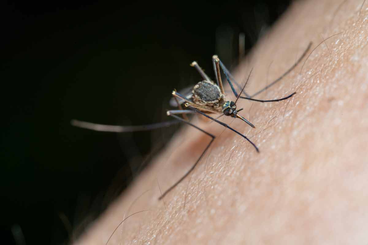 Sindrome di Skeeter: un pericolo che viene dalle zanzare