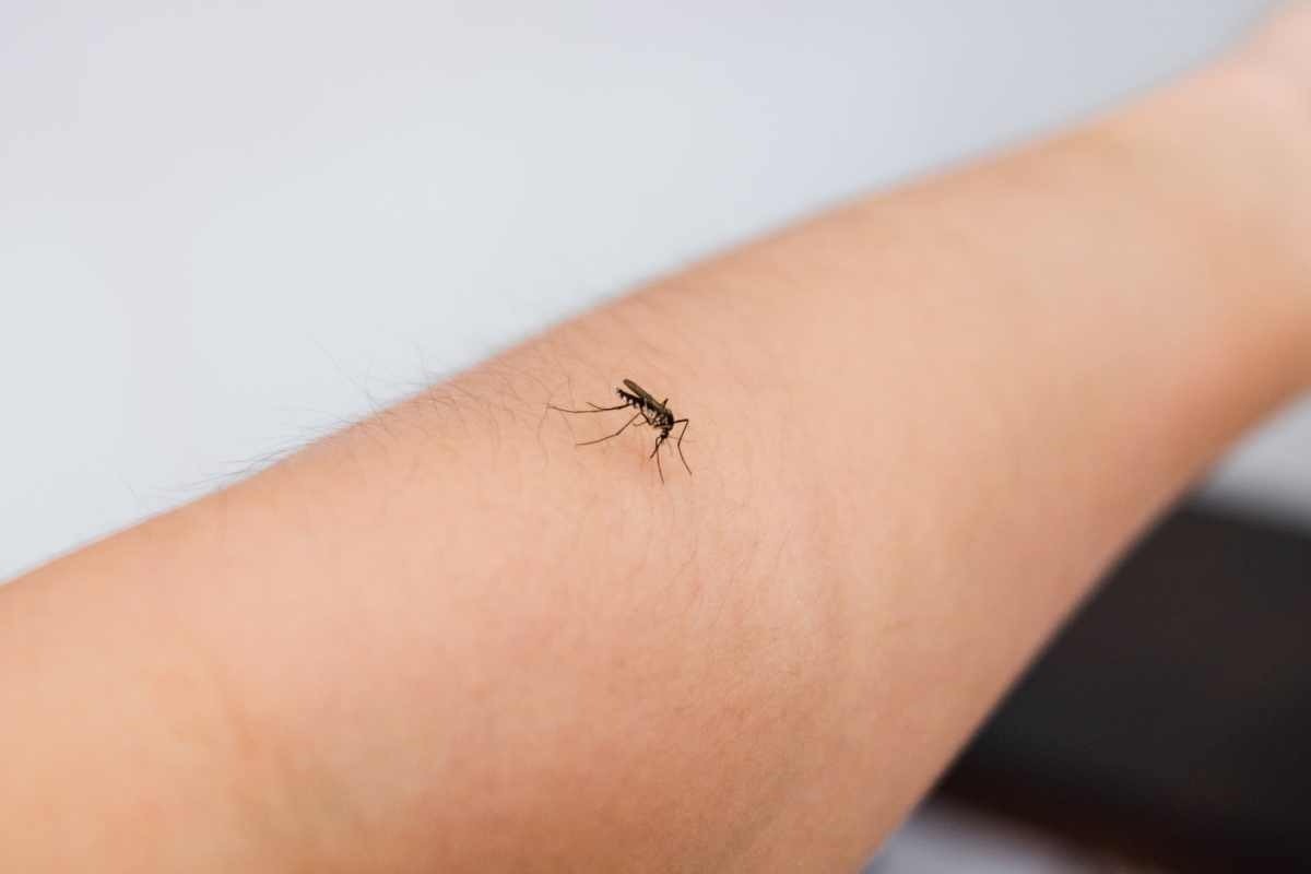 Zanzara: cosa fare se punge