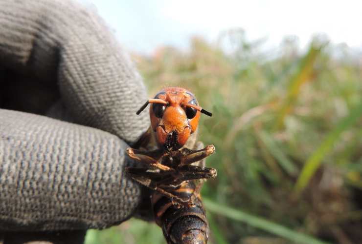 come riconoscere il calabrone asiatico