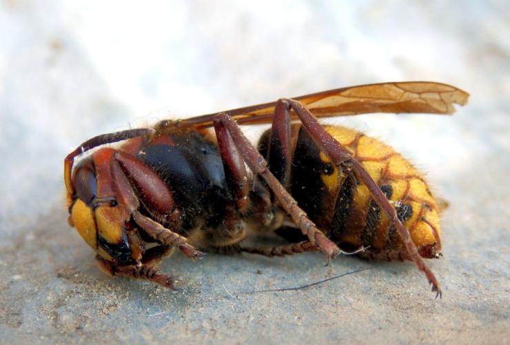 mai schiacciare un calabrone asiatico 