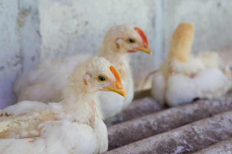Virus dell'influenza aviaria: sintomi e contagio
