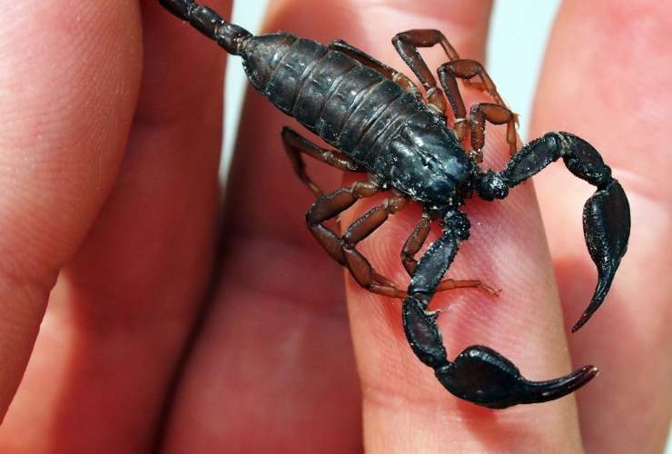 scorpioni italiani pericoli per la salute