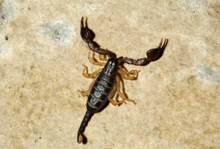 Scorpione coda gialla dove vive