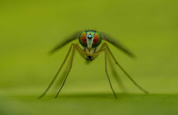Zanzare e pulci possono causare le macchie rosse sulle gambe