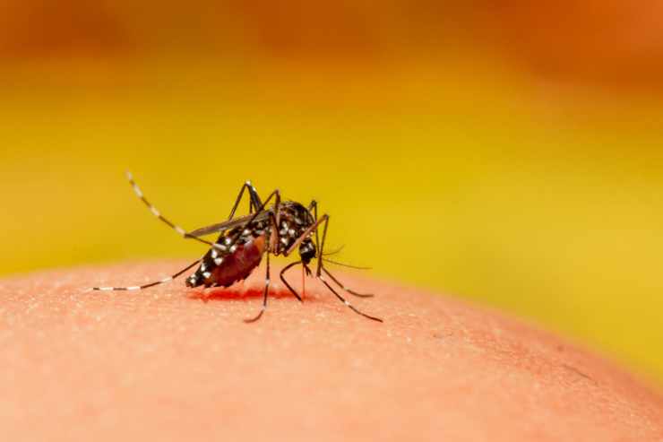 Zecche e zanzare veicolano malattie tropicali