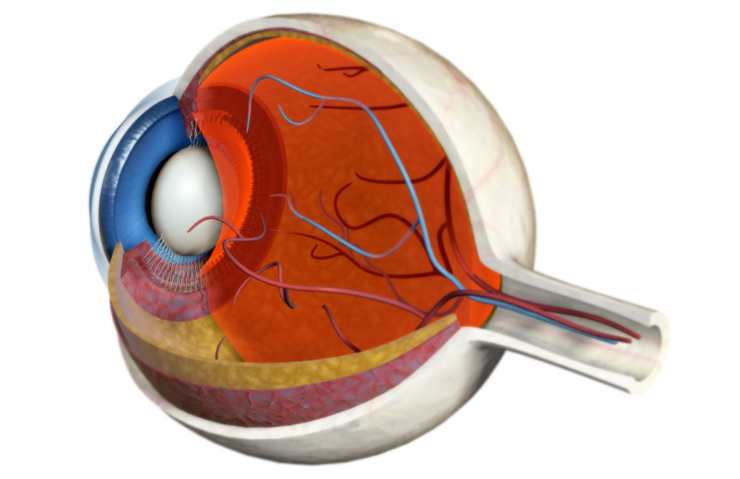 Osservando l'occhio puoi prevedere il Parkinson