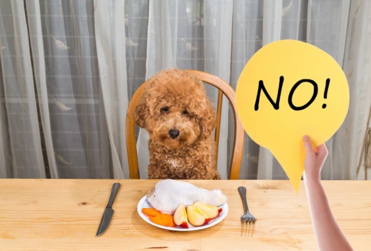 1o errori da evitare nell'alimentazione canina