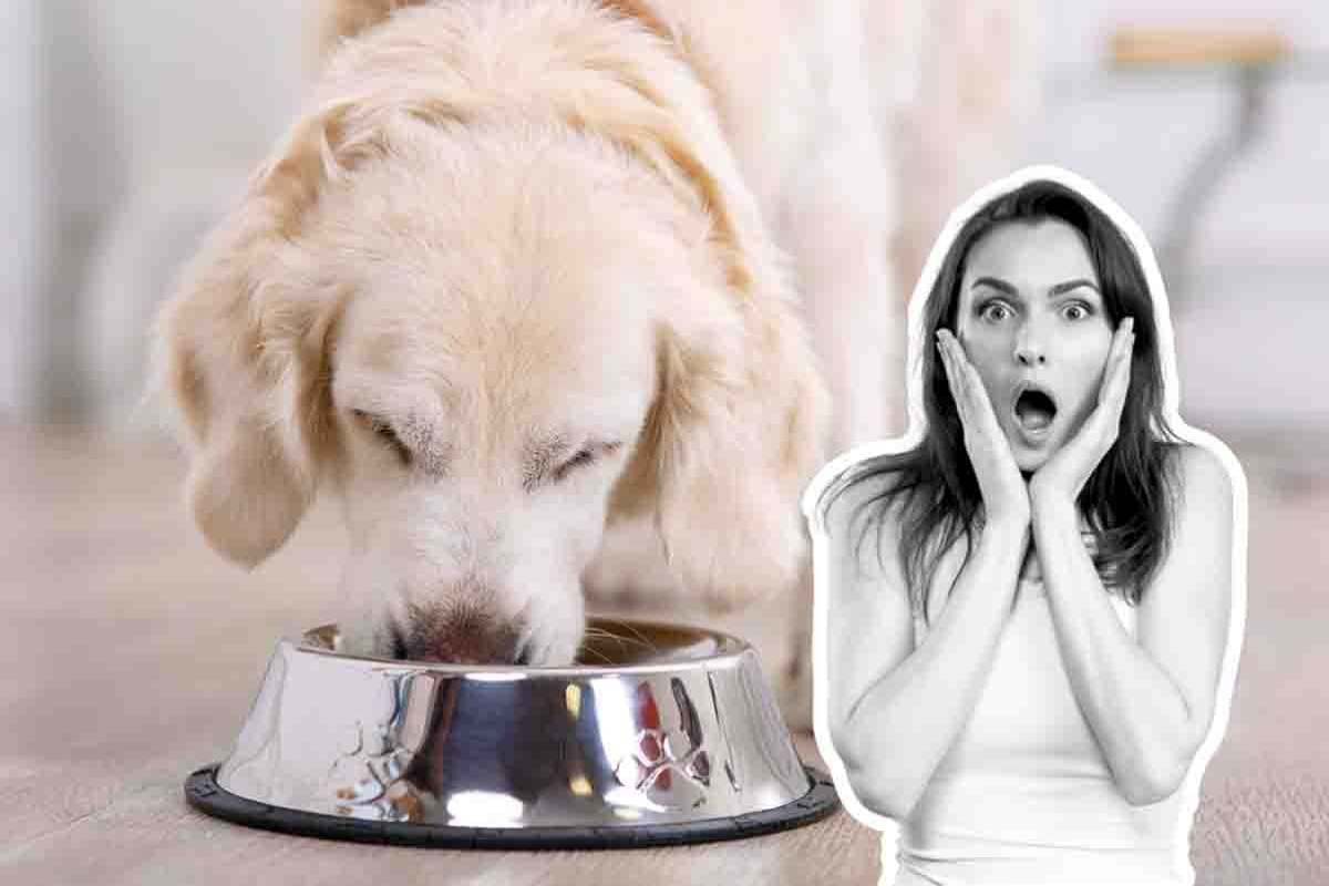 10 errori comuni nell'alimentazione del cane